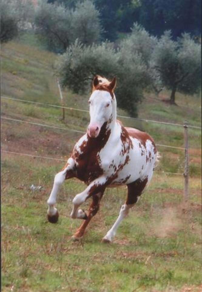 Agriturismo Cannavota フォッローニカ エクステリア 写真